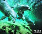 三亚天涯热带海洋动物园