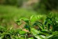 古茶树王