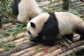 勿角大熊猫保护区
