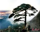 天柱松