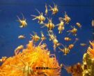 热那亚水族馆