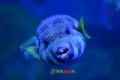 纳闽海洋博物馆