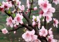 梅岭樱花谷