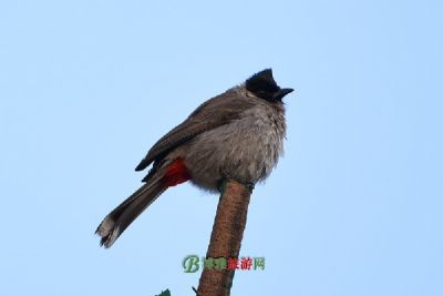 ںɽׯ