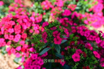 百花园