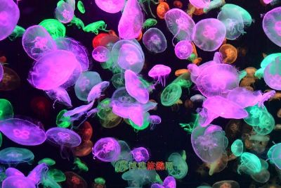 冲绳海洋博物会纪念公园