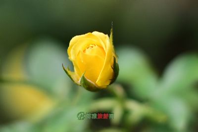 杜伊勒里公园