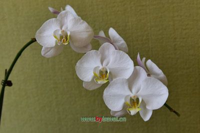 查普凯