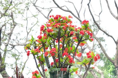 陆均松顶级群落