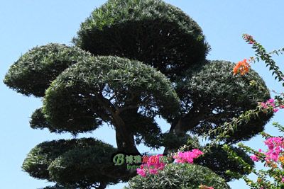 鹿苑弘济桥