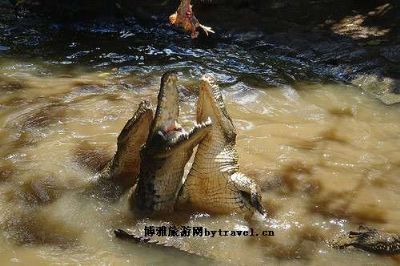 拉凡尼勒鳄鱼公园