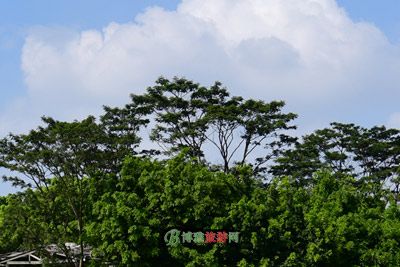 石笋仙踪