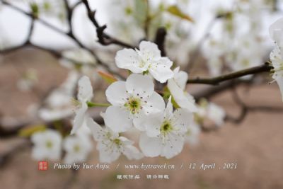 苍溪梨花节