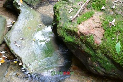 石板岭原始森林