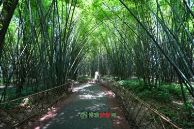西山竹海