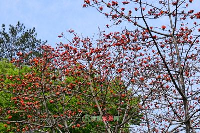 小黄山畲族风情村