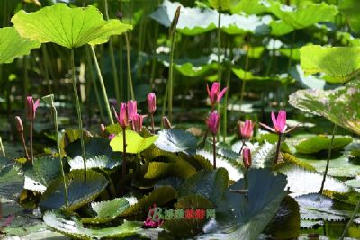 芳绿农业旅游示范点