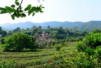 屏山雾海茶人家休闲区