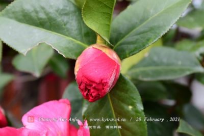 京山茶花源