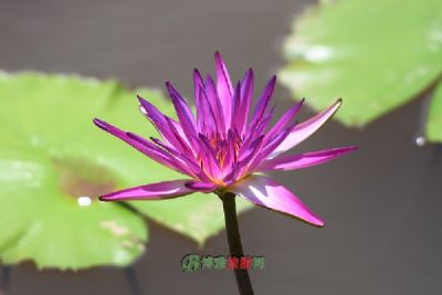 金鸡寨景区