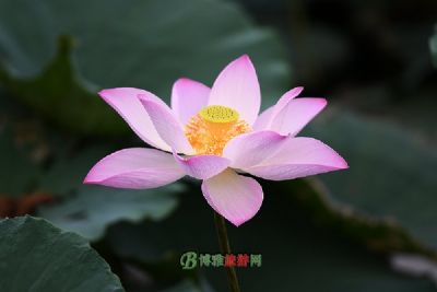 Ȫ仪
