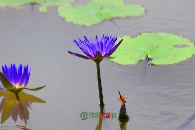 羰