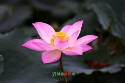 ɺ״羰