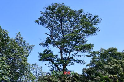 ϼôȳй