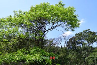 ϴ