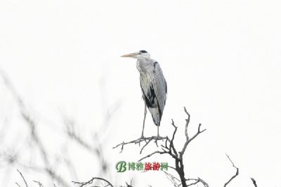 伪֪Ȼ